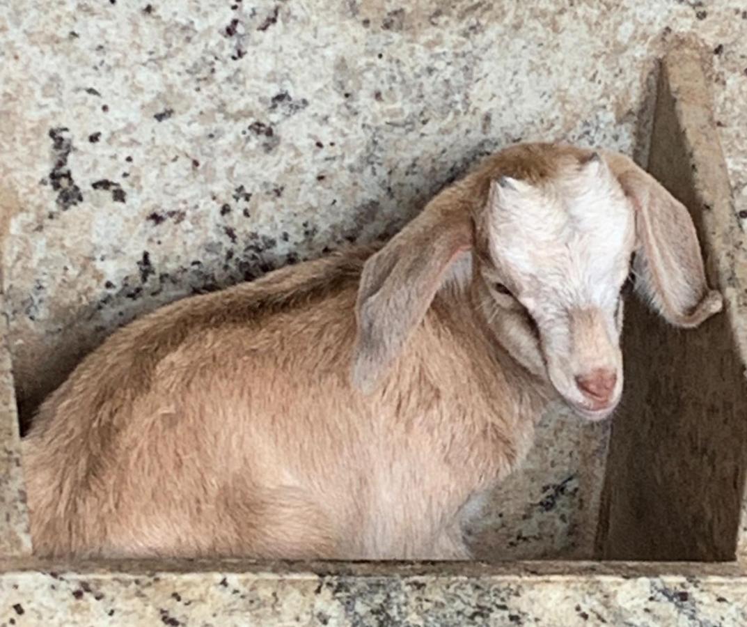 Pousada Fazendinha Unamar Cabo Frio Kültér fotó